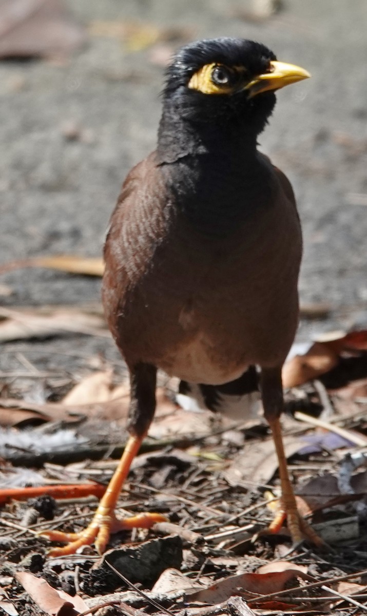 Common Myna - ML645862767