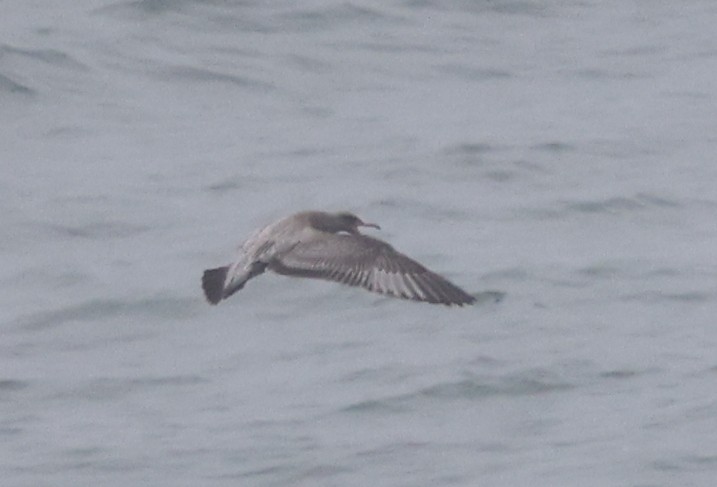 American Herring Gull - ML645862768