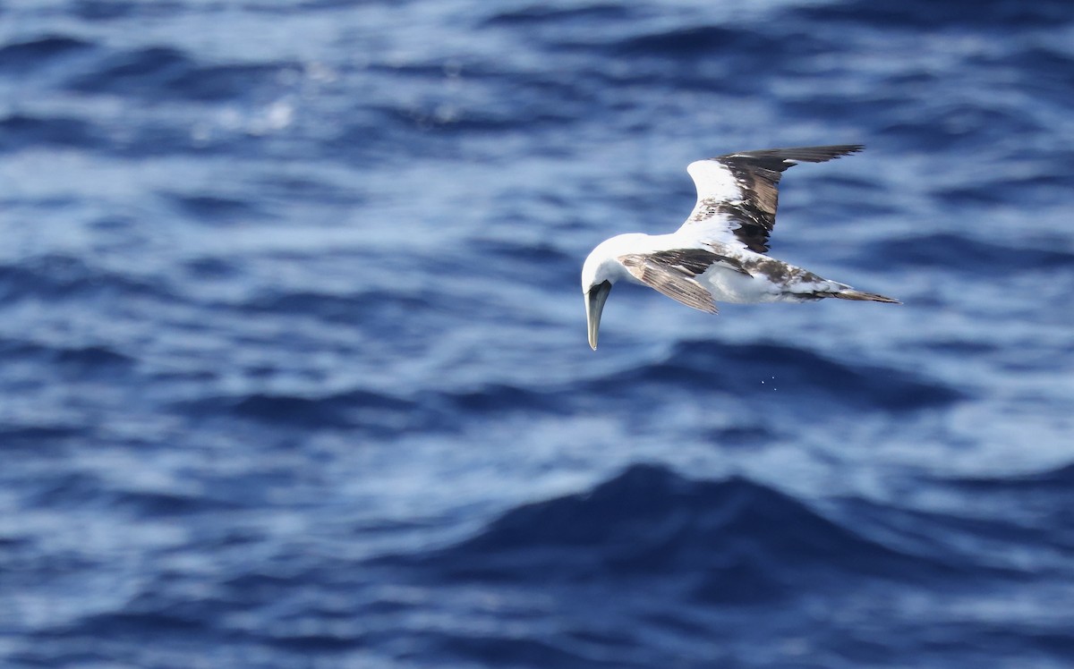 Northern Gannet - ML645862771