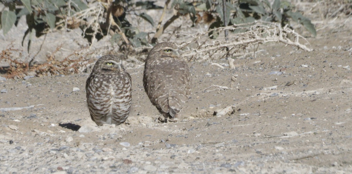 Burrowing Owl - ML645862773
