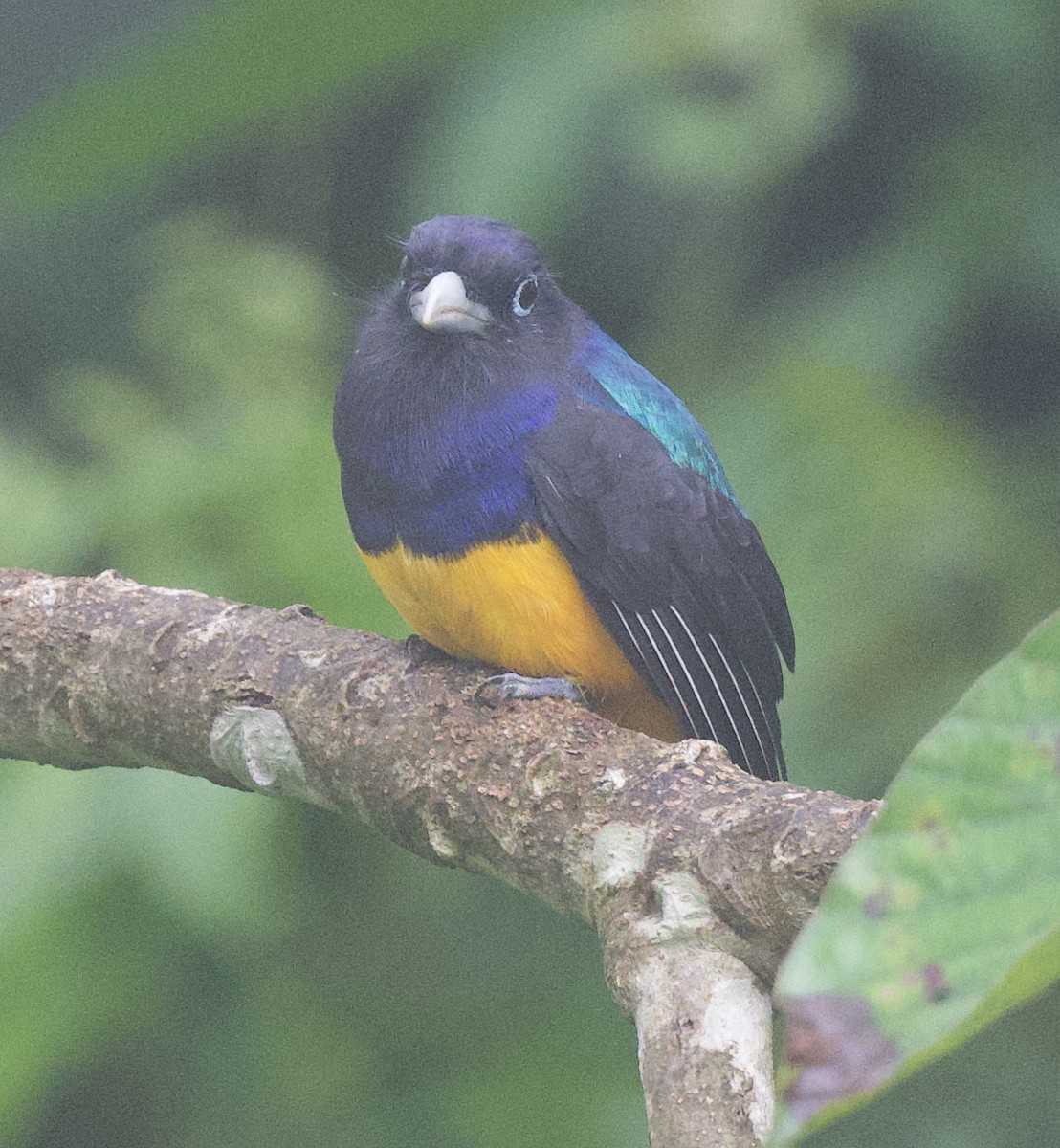 White-tailed Trogon - ML645862774