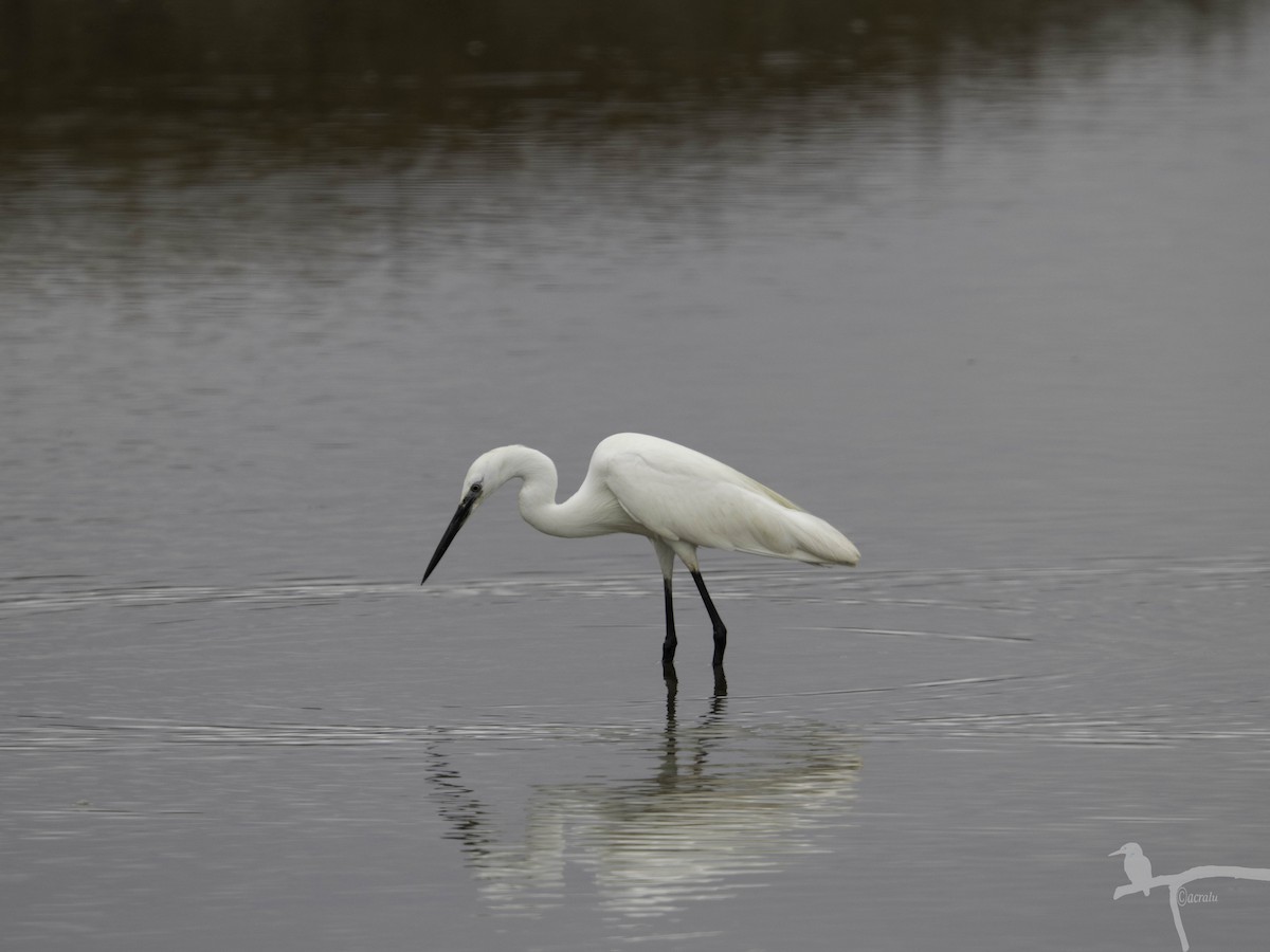 Little Egret - ML645862775