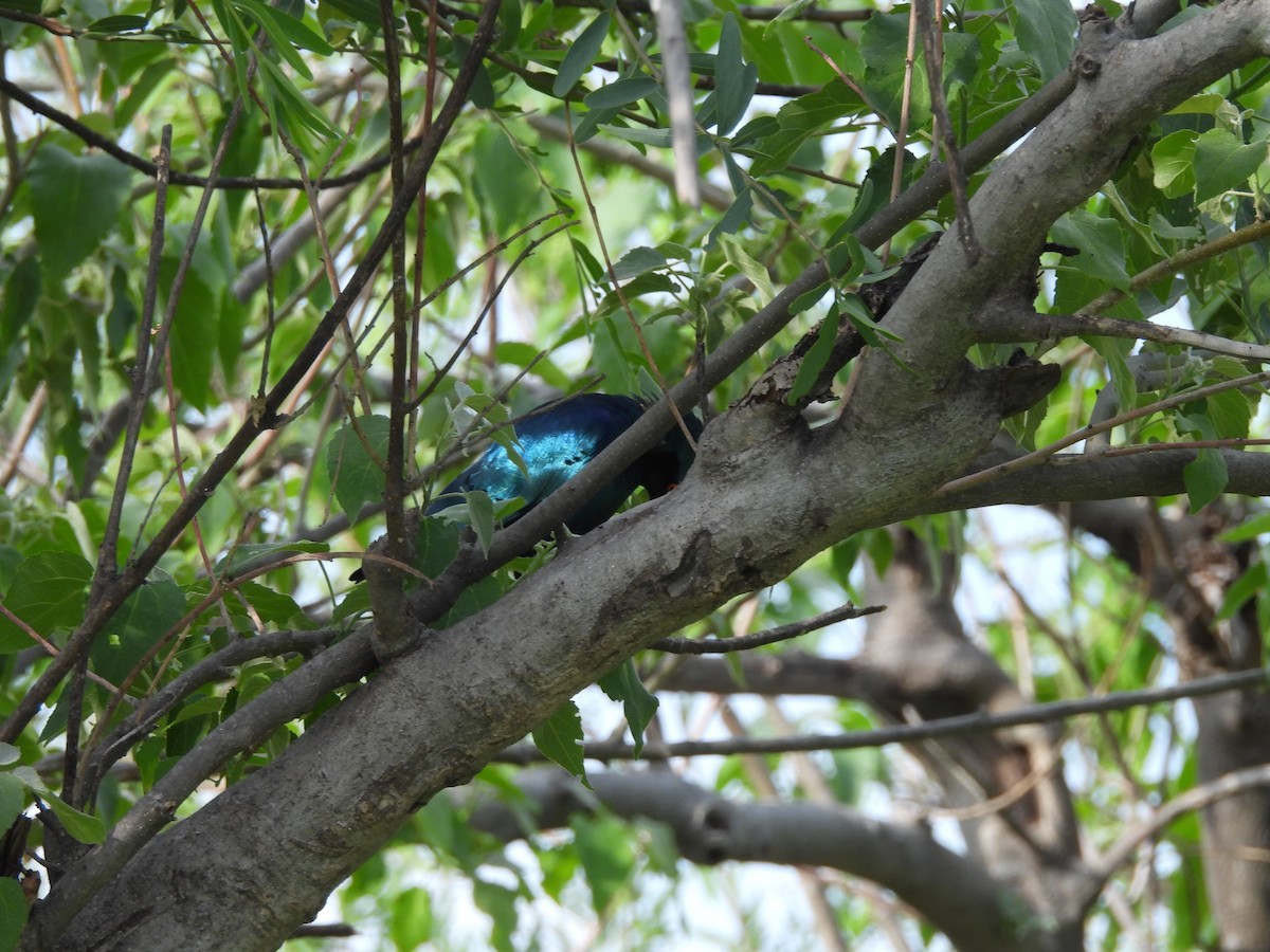 Greater Blue-eared Starling - ML645862779