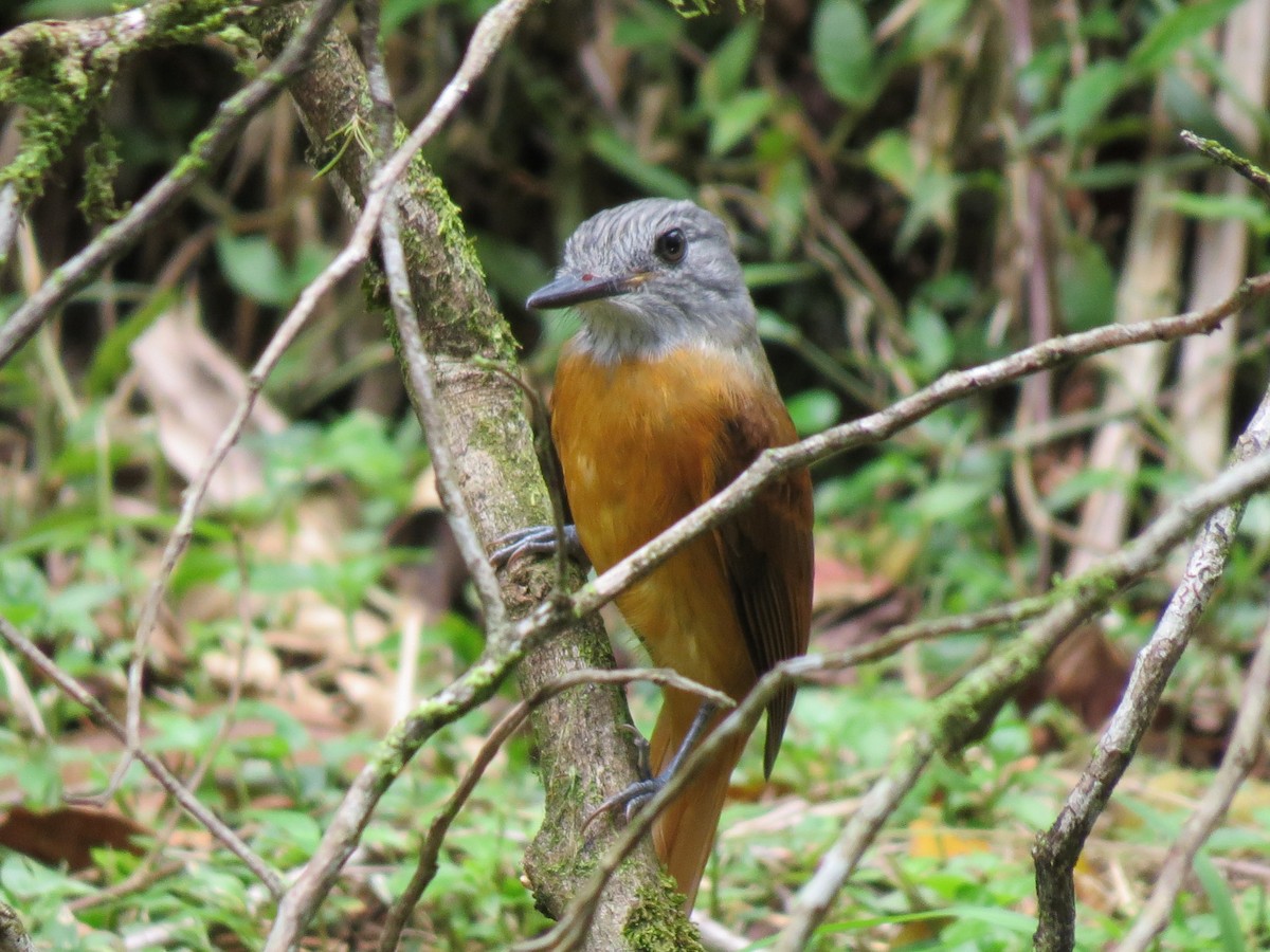 Gray-hooded Attila - ML645862785