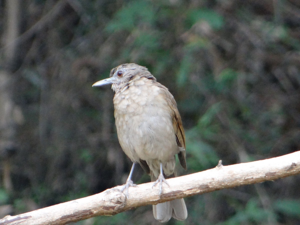 Pale-breasted Thrush - ML645862786