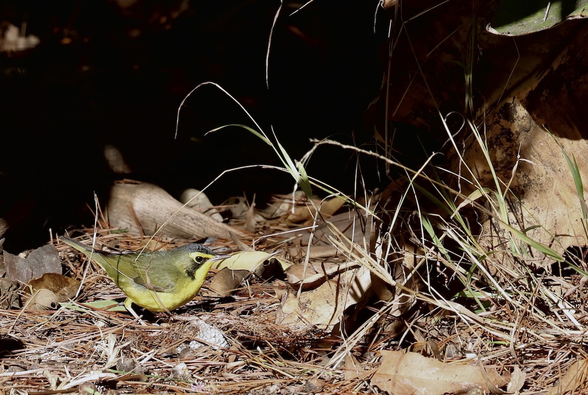 Reinita de Kentucky - ML645862787