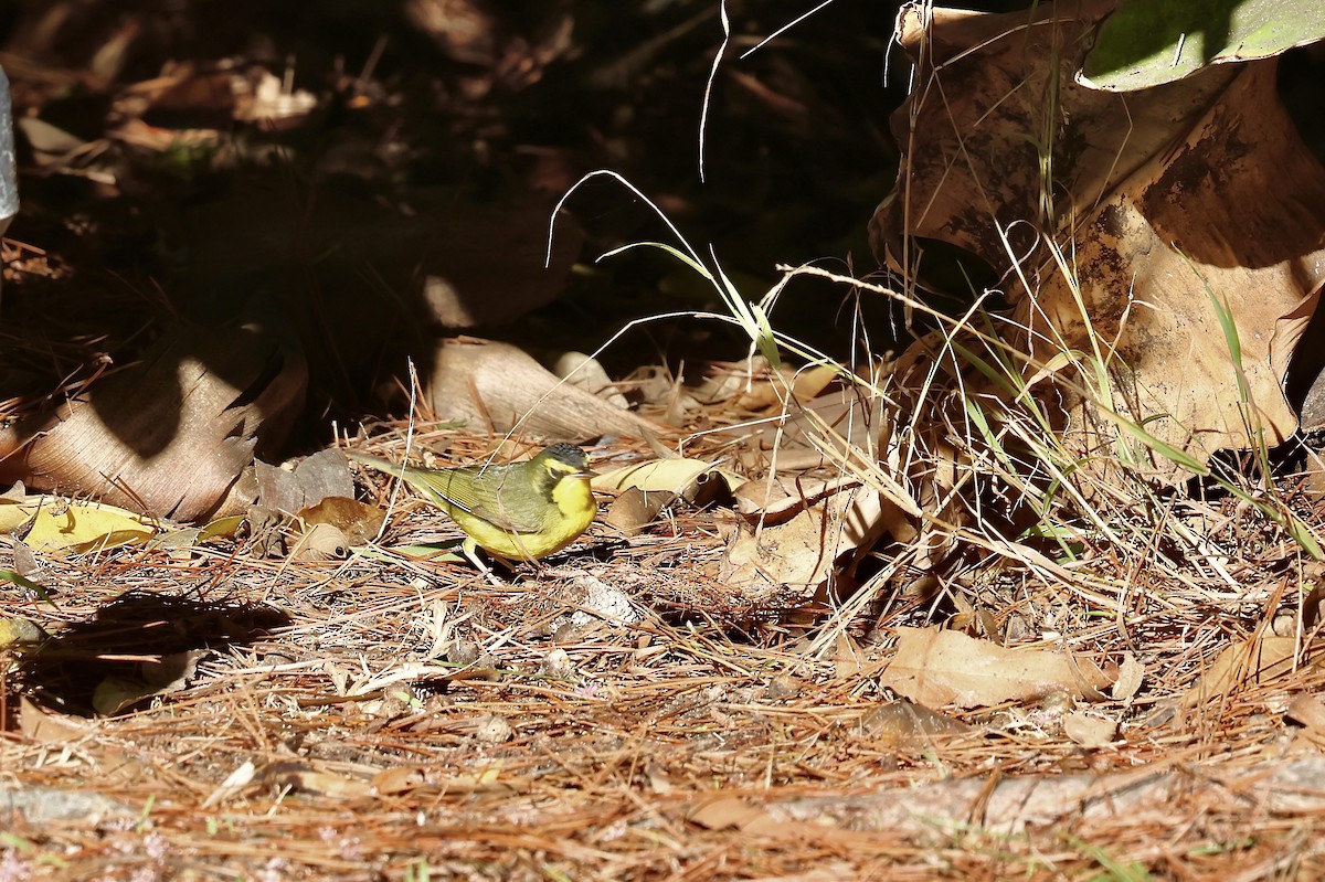 Reinita de Kentucky - ML645862788