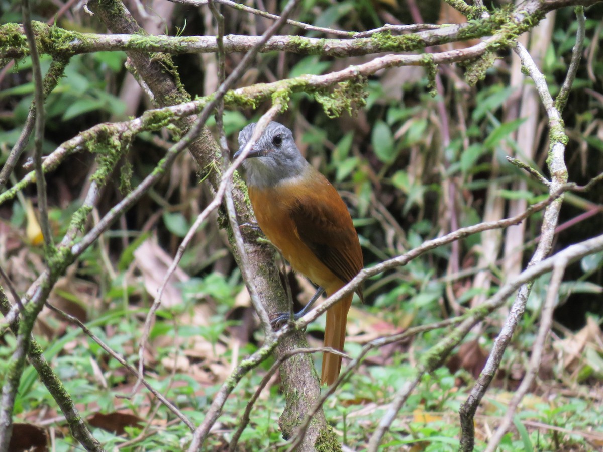 Gray-hooded Attila - ML645862795