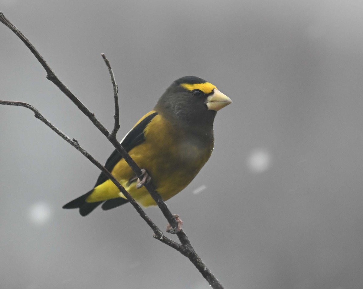 Evening Grosbeak - ML645862800