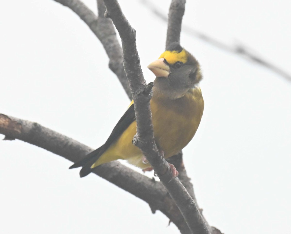 Evening Grosbeak - ML645862801