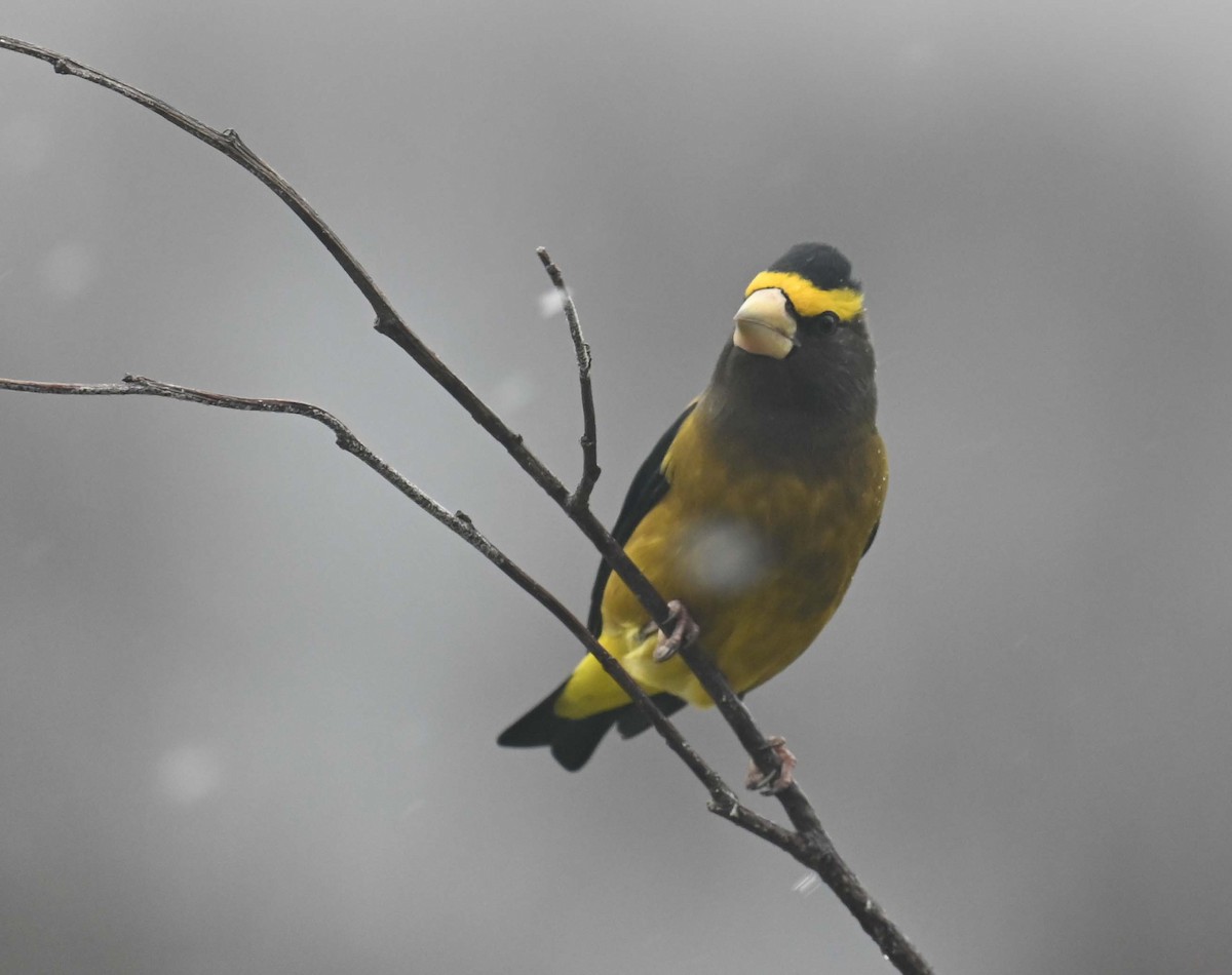 Evening Grosbeak - ML645862802