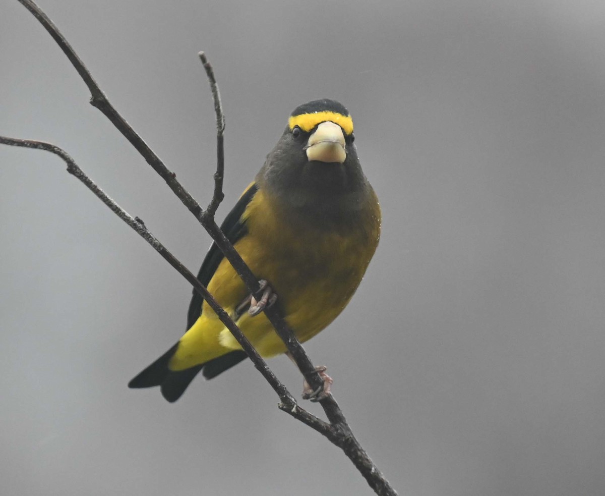 Evening Grosbeak - ML645862804