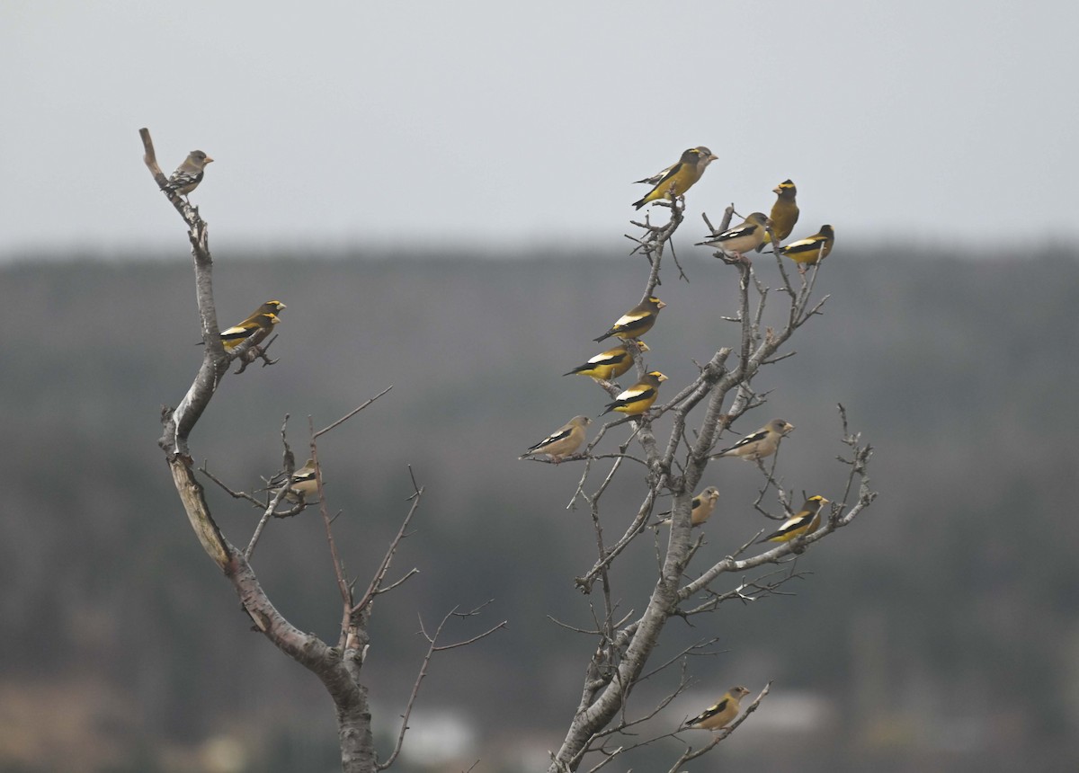 Evening Grosbeak - ML645862805