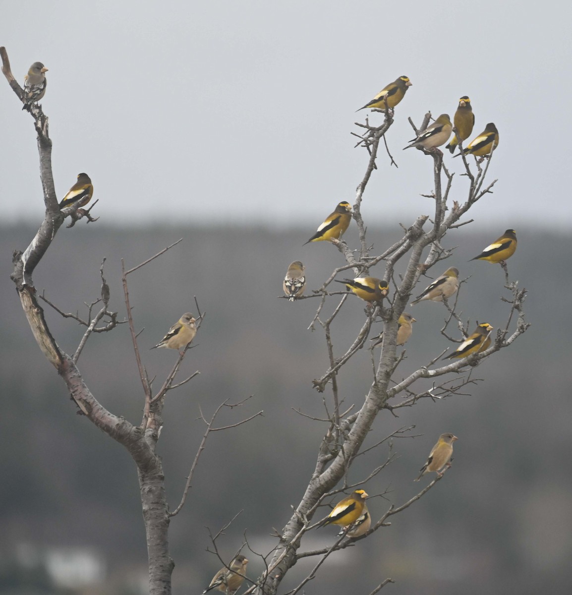 Evening Grosbeak - ML645862806