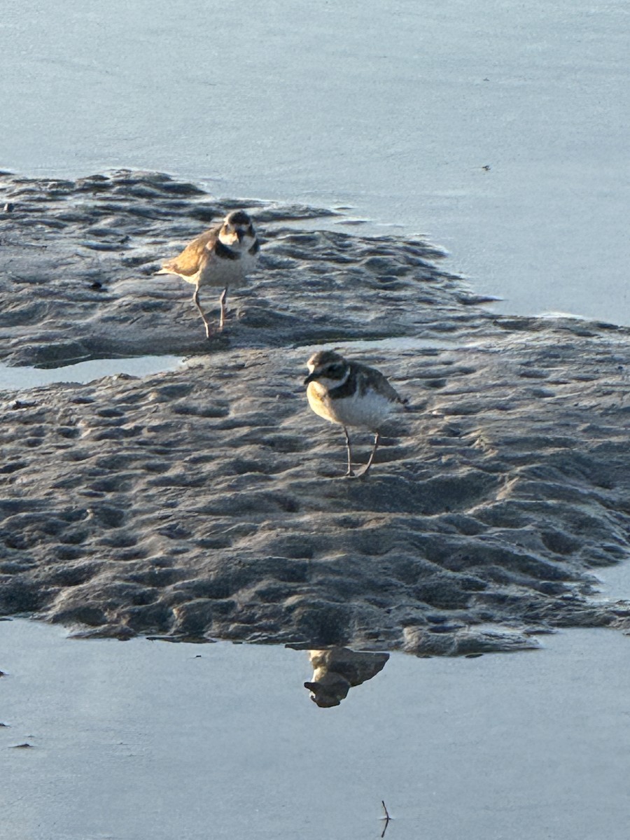 Semipalmated Plover - ML645862812