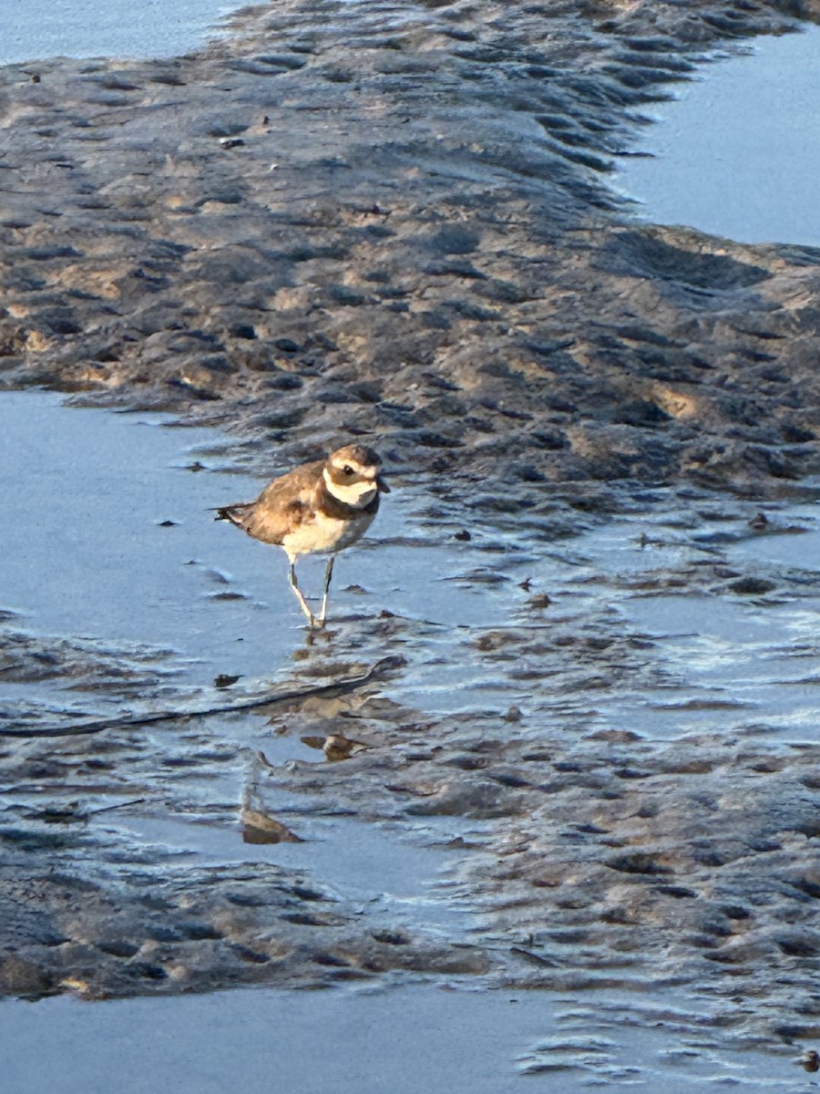 Semipalmated Plover - ML645862813