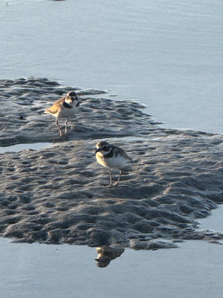 Semipalmated Plover - ML645862814