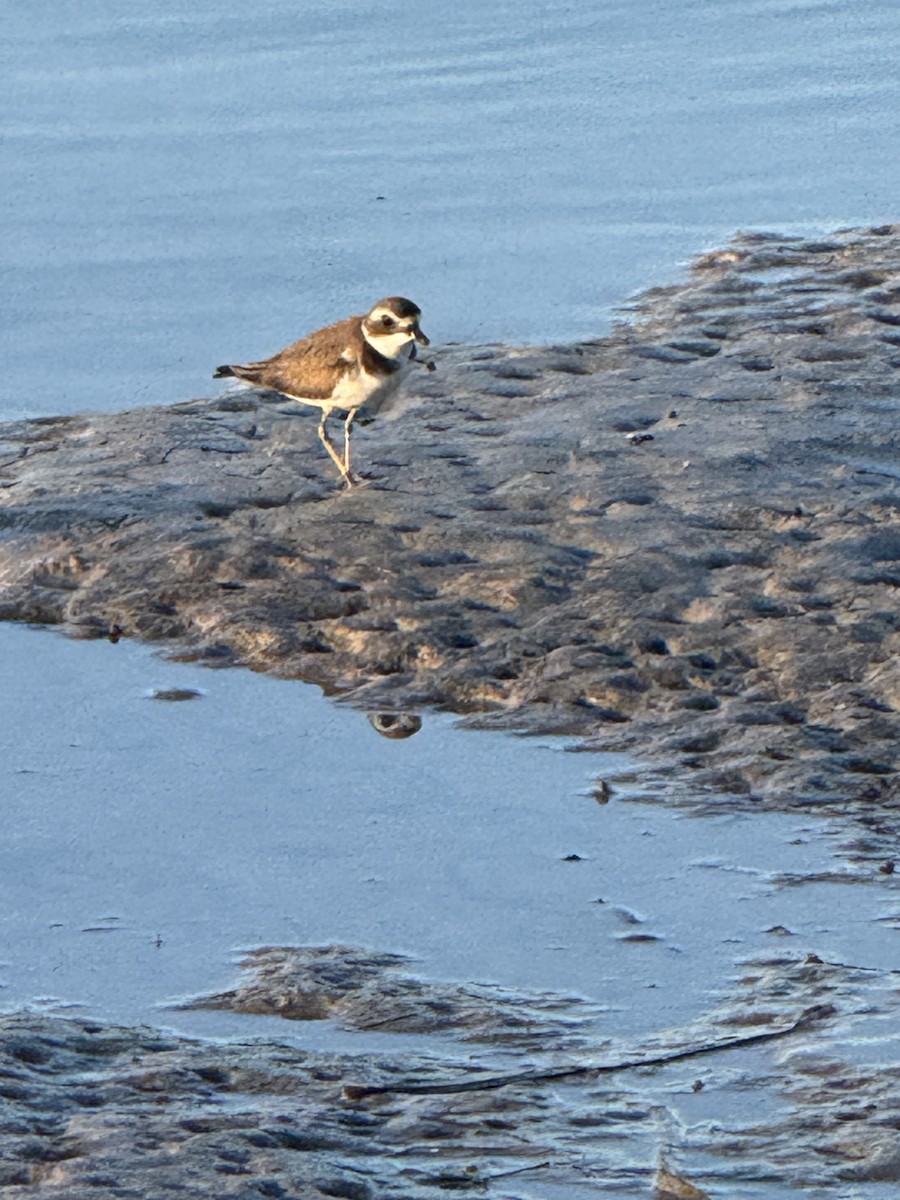 Semipalmated Plover - ML645862815