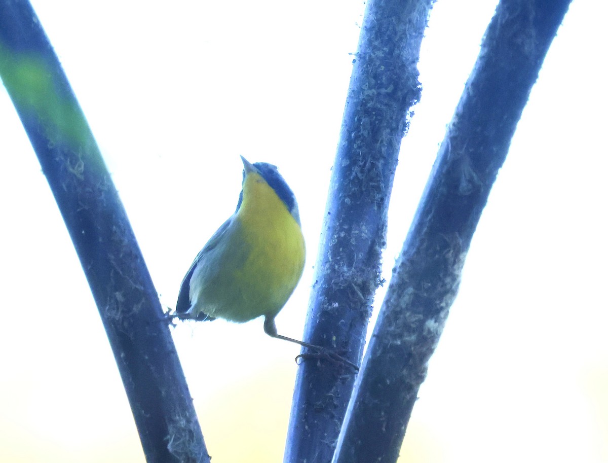 Common Yellowthroat - ML645862819