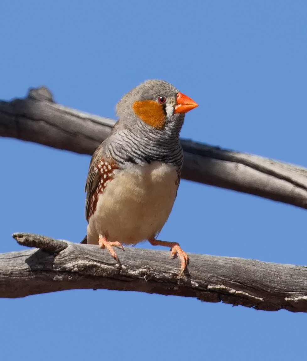 sundaastrild - ML645862821