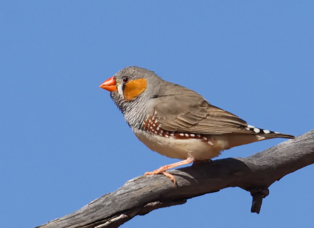 sundaastrild - ML645862822