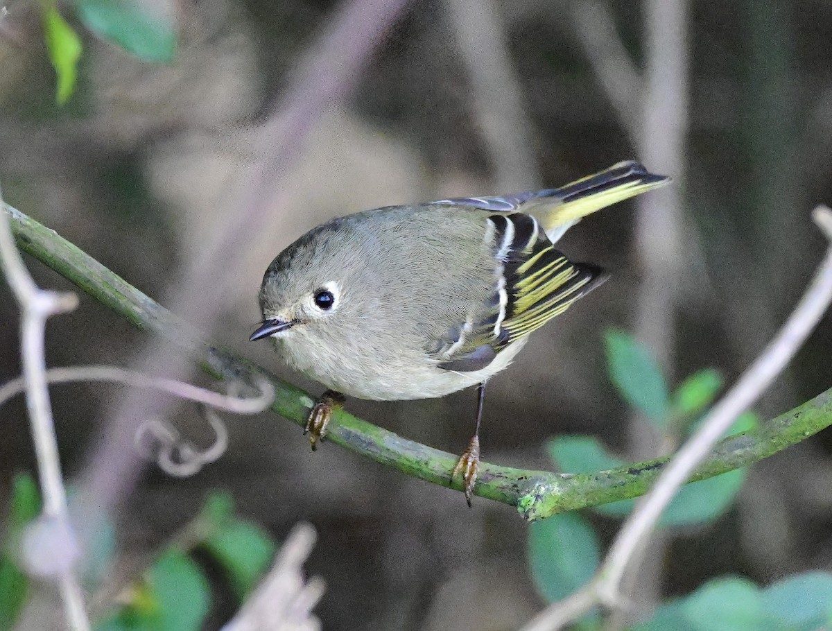 králíček americký - ML645862823