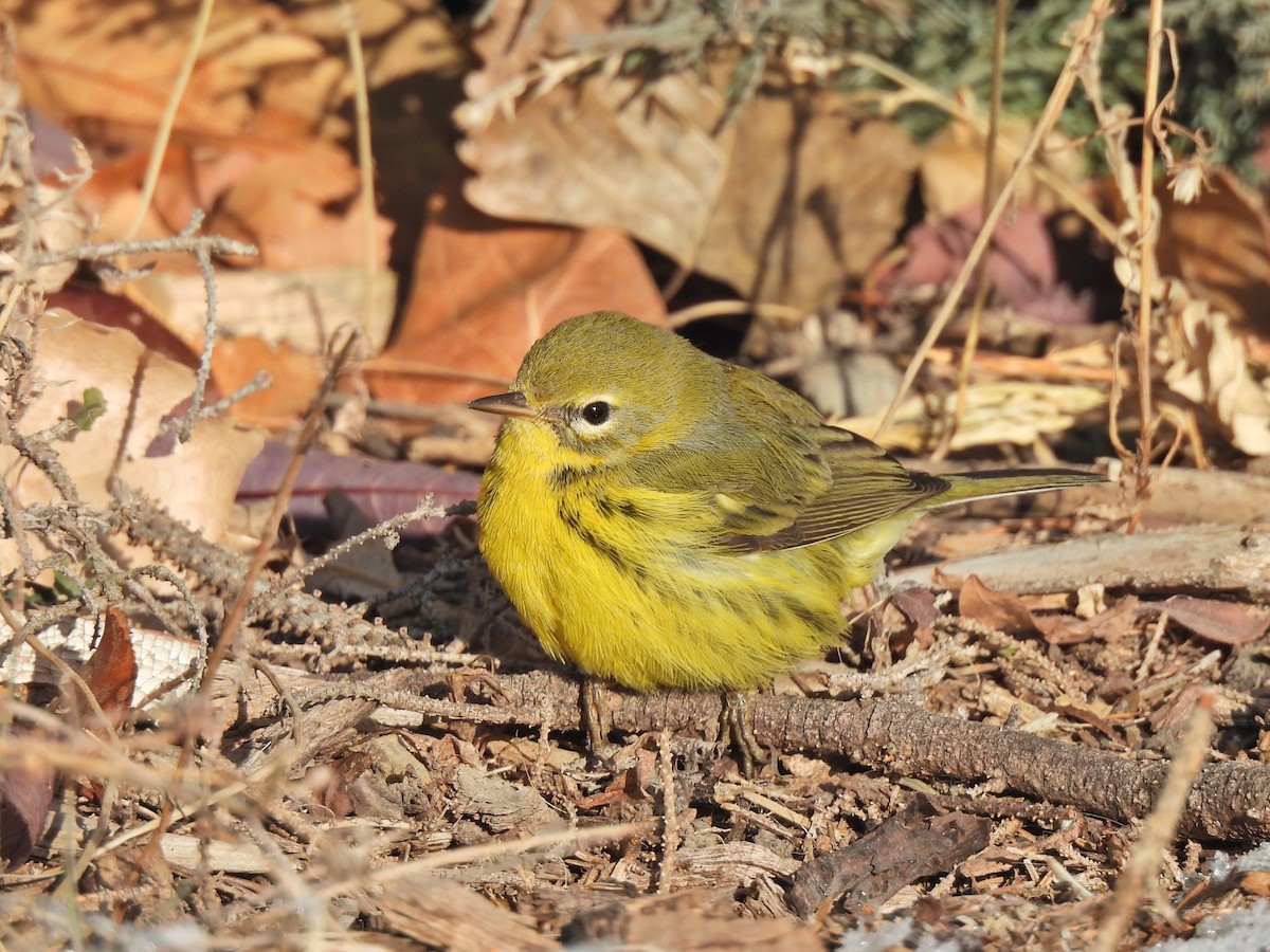 Prairie Warbler - ML645862825