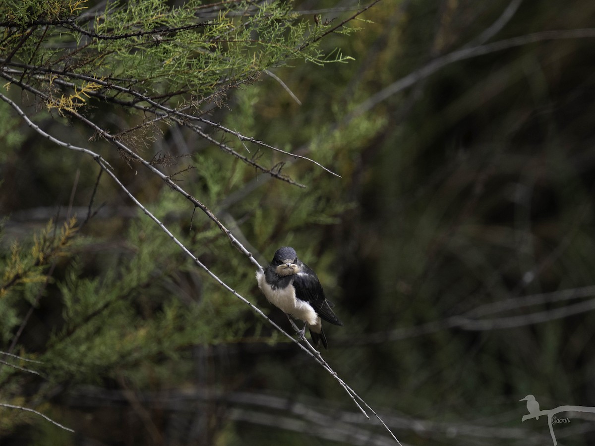 Ластівка сільська - ML645862826