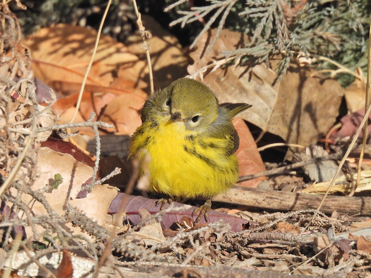 Prairie Warbler - ML645862827