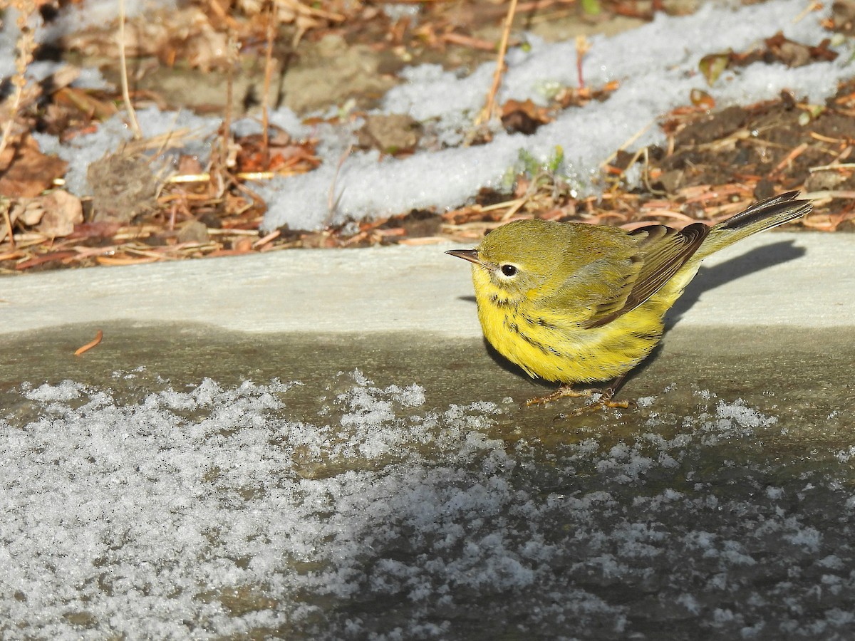 Prairie Warbler - ML645862831