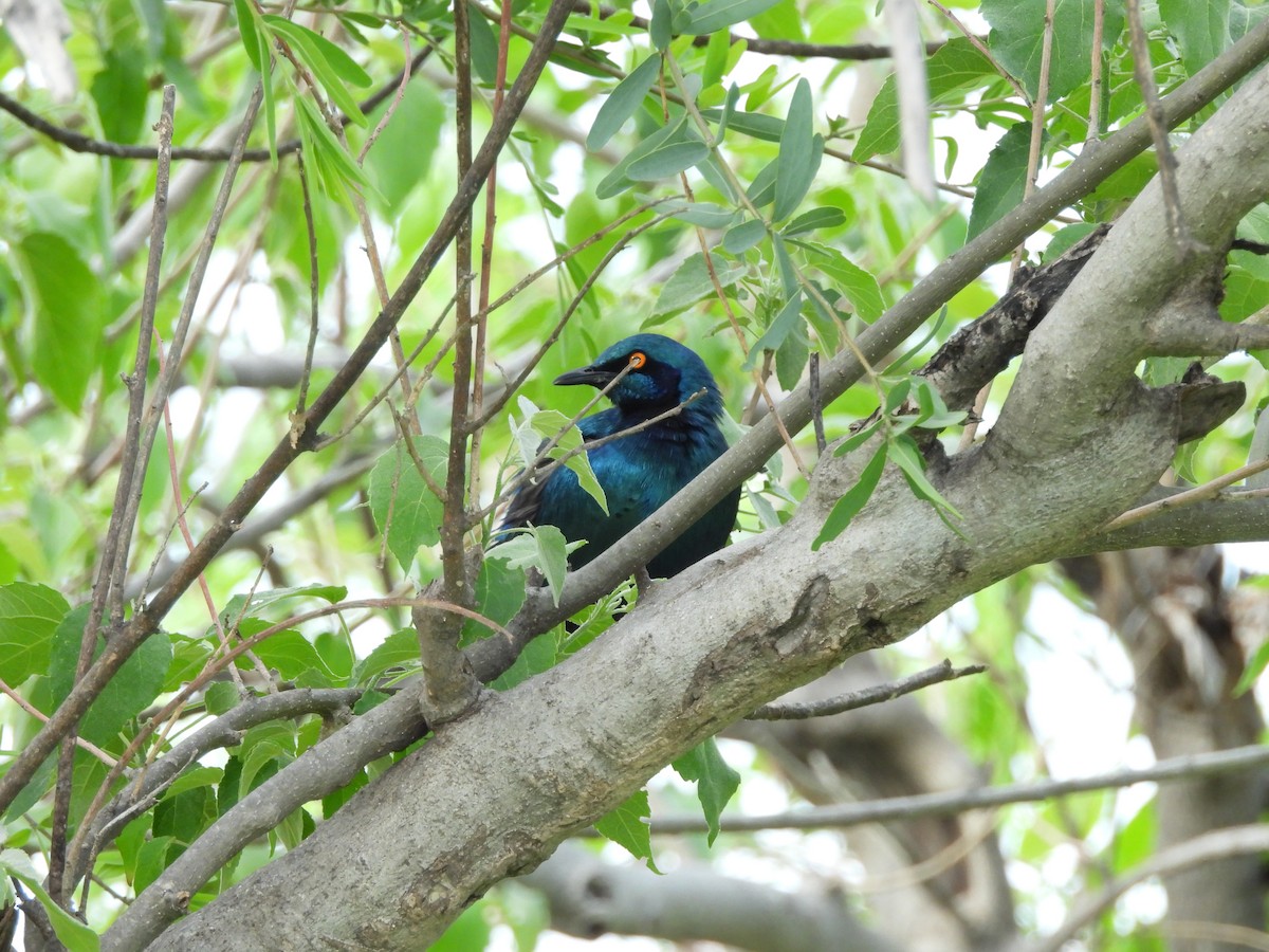 Greater Blue-eared Starling - ML645862833