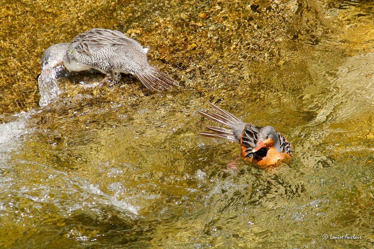 strømand - ML645862834