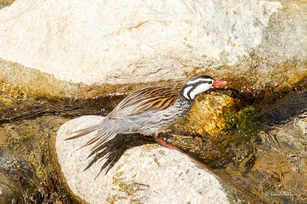 strømand - ML645862835