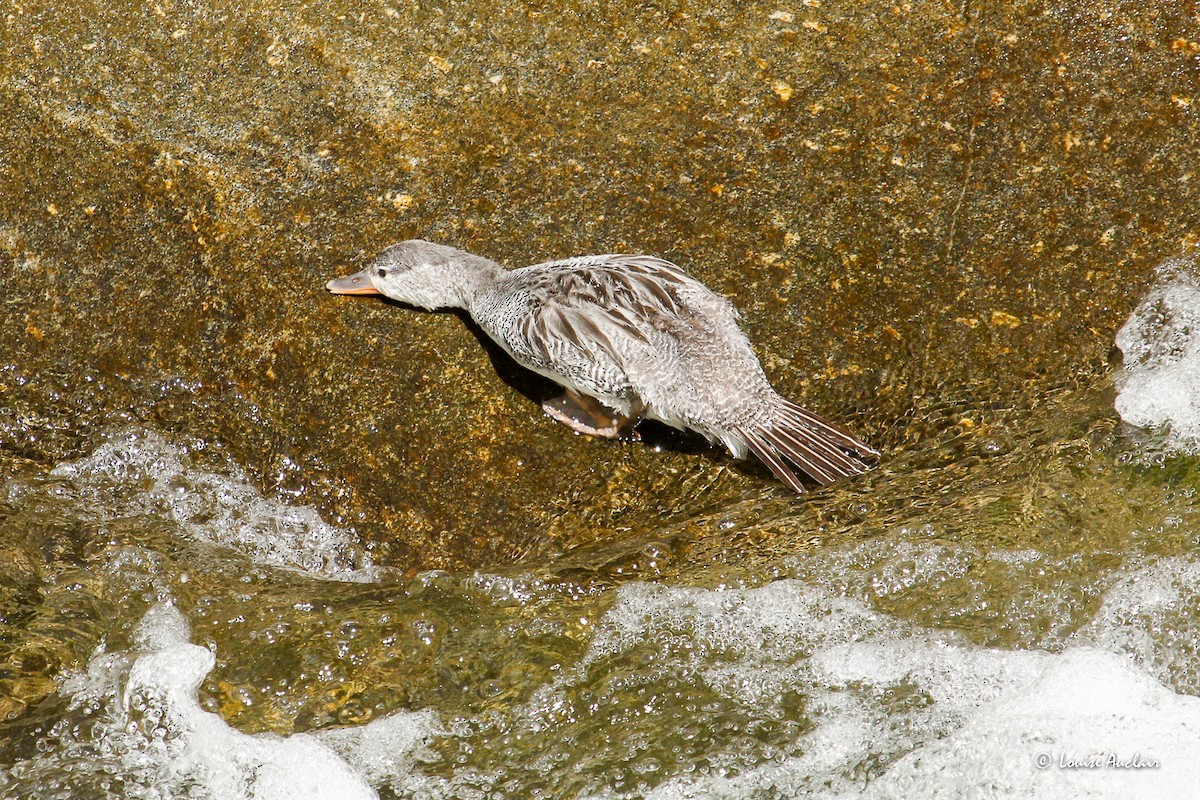 strømand - ML645862836