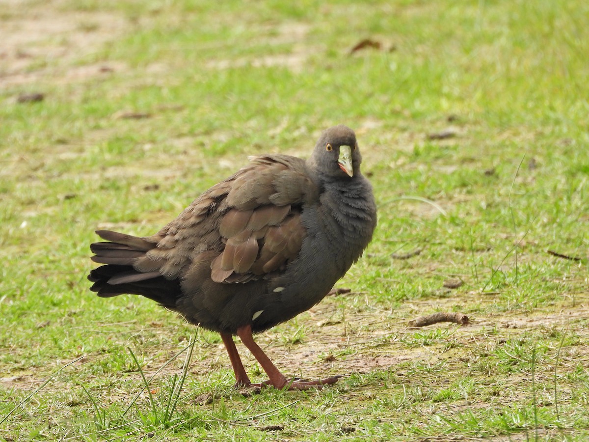 vandresivhøne - ML645862840