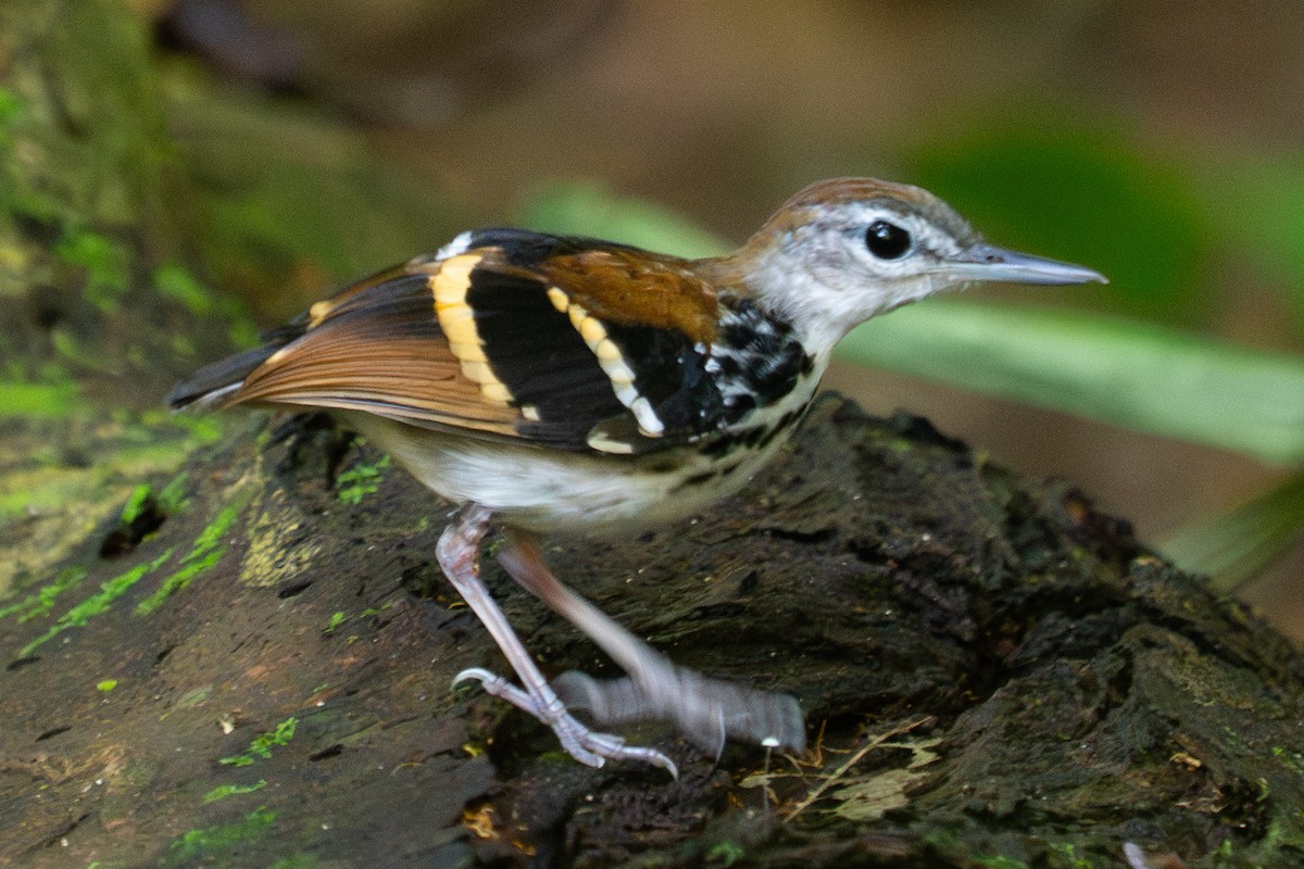 båndmaursmett - ML645862841