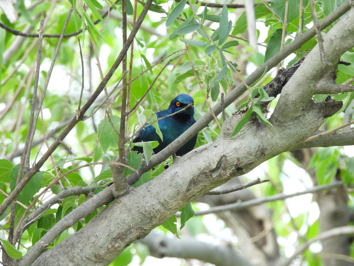 blåøreglansstær - ML645862842