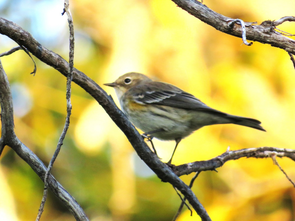 myrteparula - ML645862843