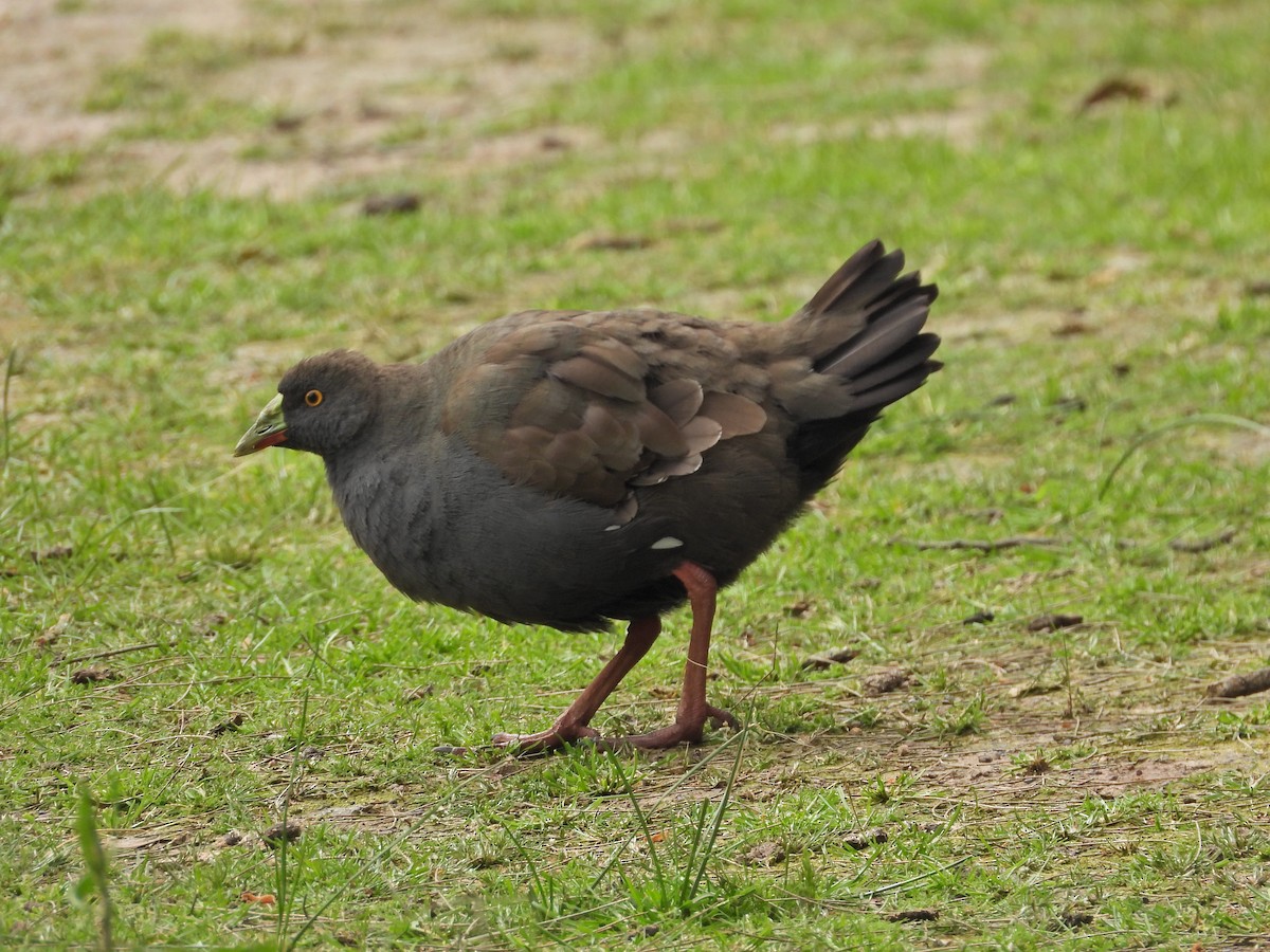 vandresivhøne - ML645862845