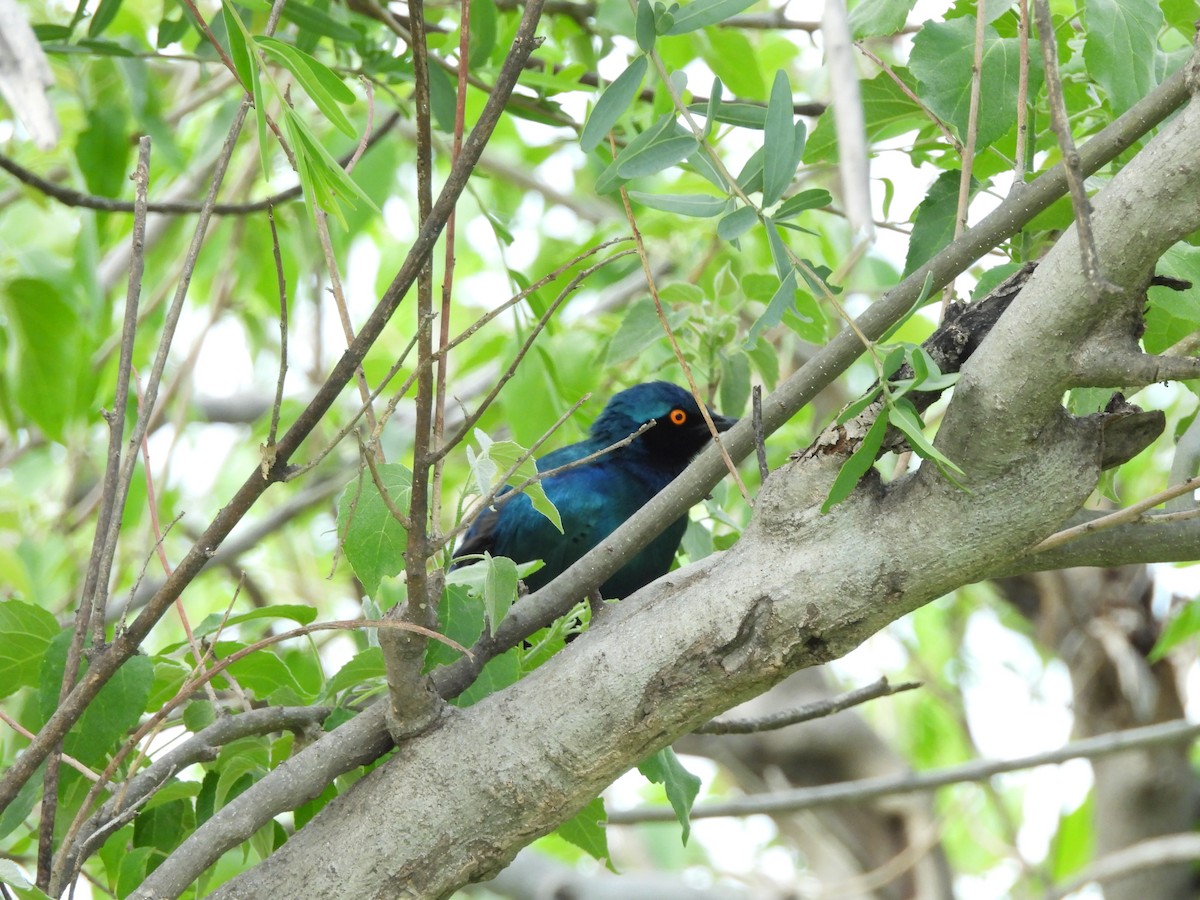 blåøreglansstær - ML645862846