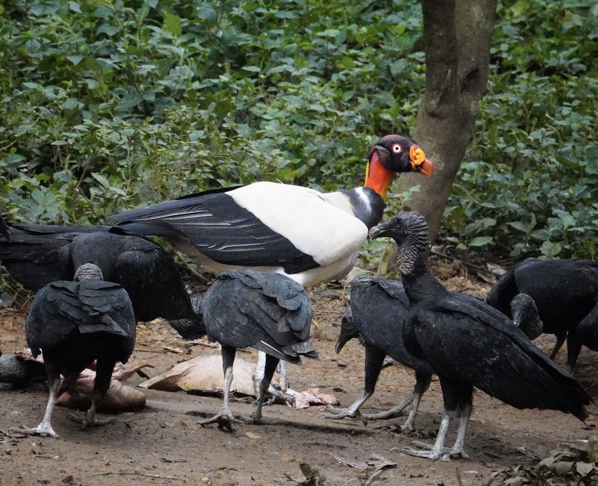 kongekondor - ML645862847