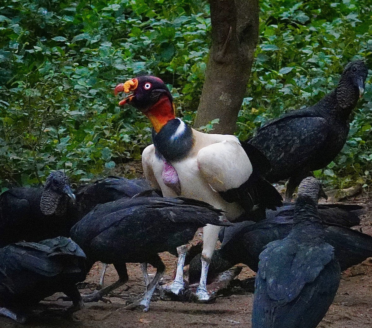 kongekondor - ML645862848