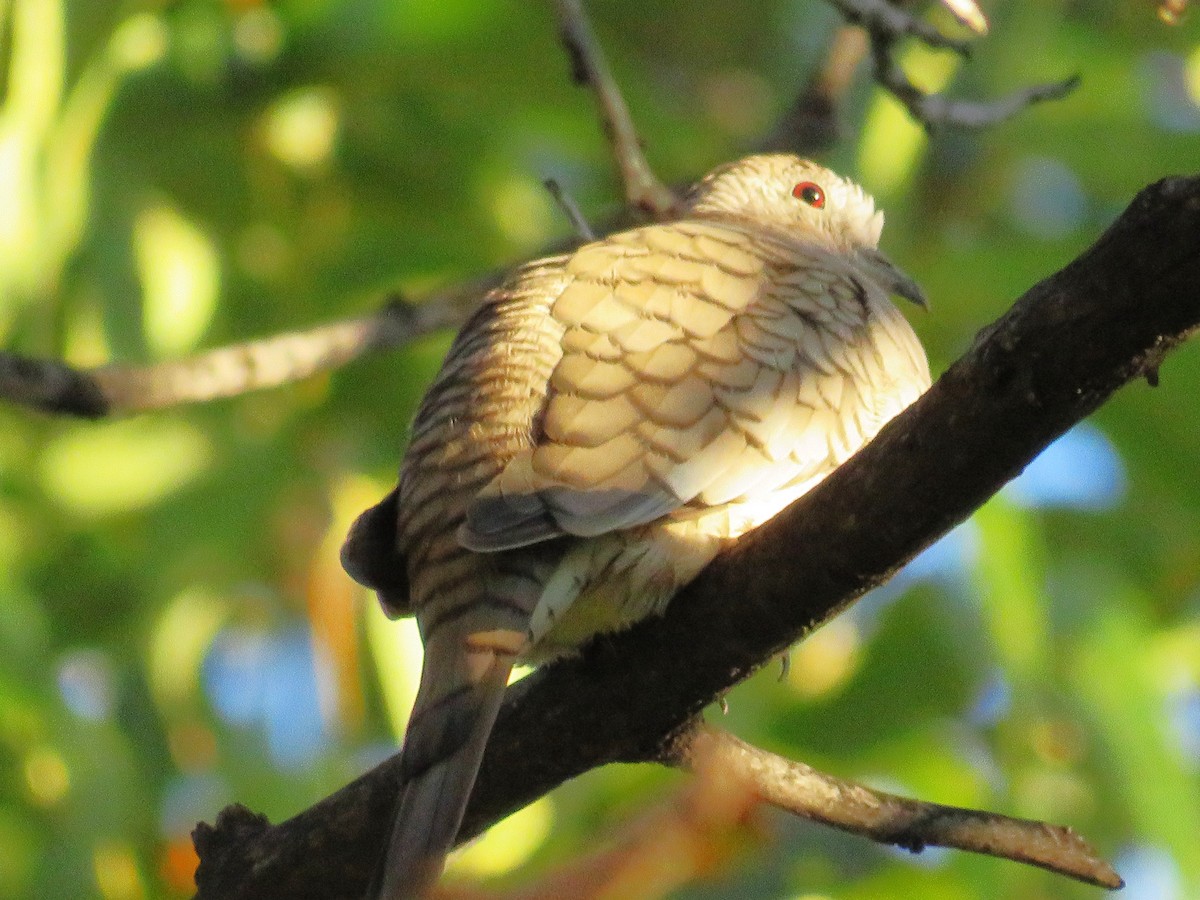 kaktusdue - ML645862849