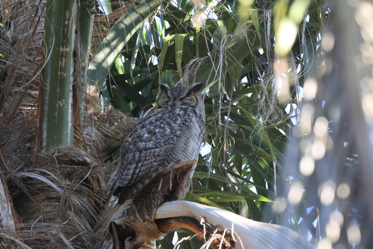 amerikahubro - ML645862850