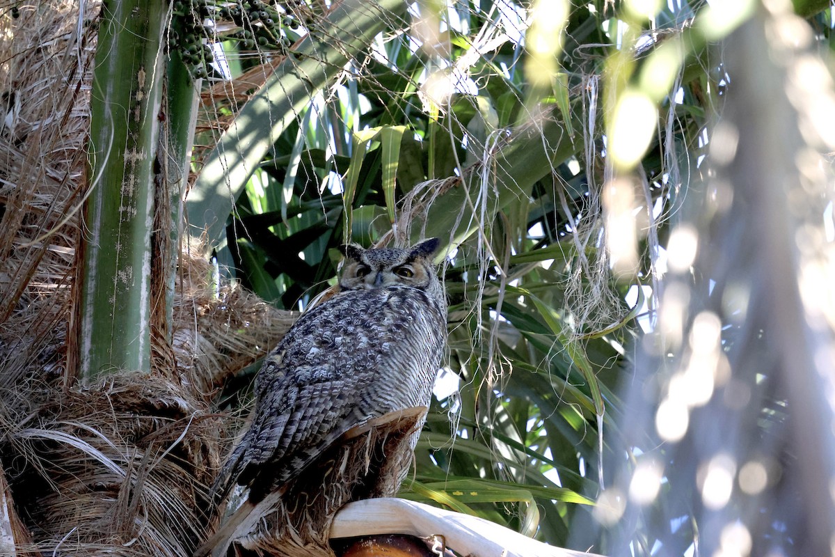 amerikahubro - ML645862851