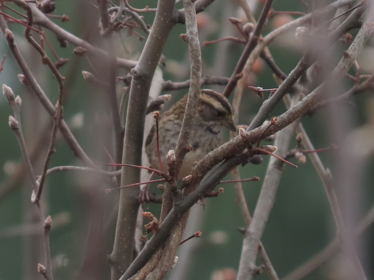 hvitstrupespurv - ML645862852