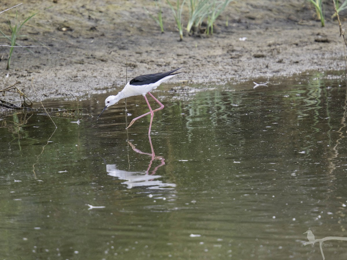 stylteløper - ML645862853