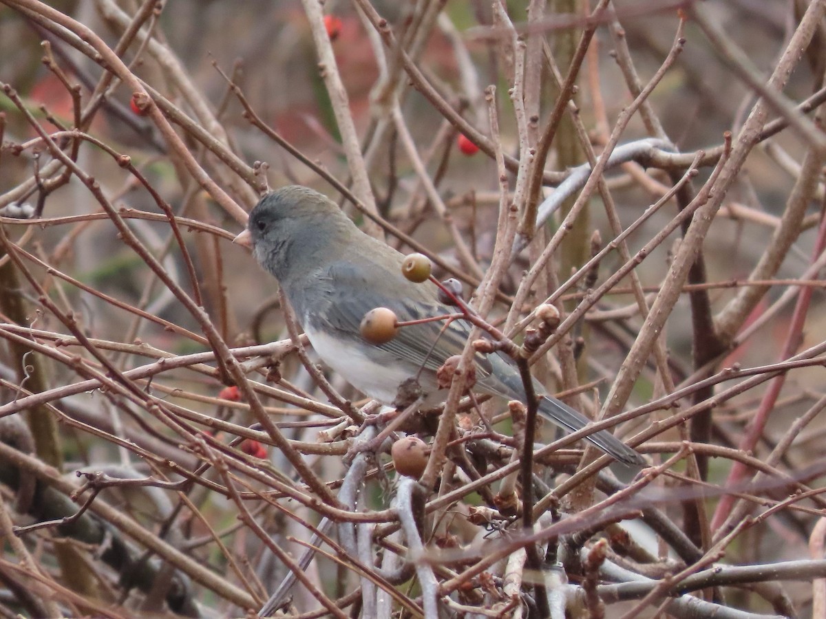 vinterjunko (hyemalis/carolinensis) - ML645862854