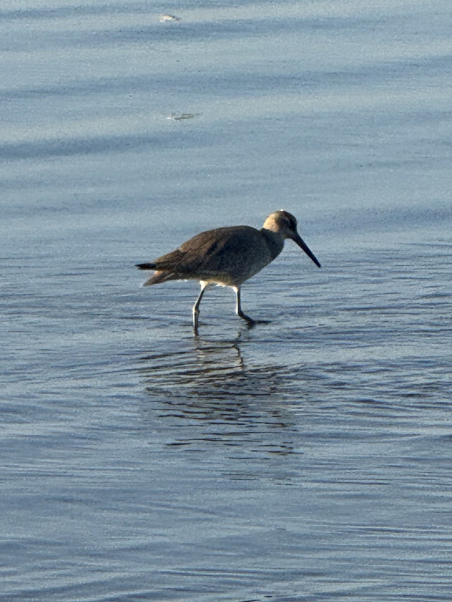 willetsnipe - ML645862855