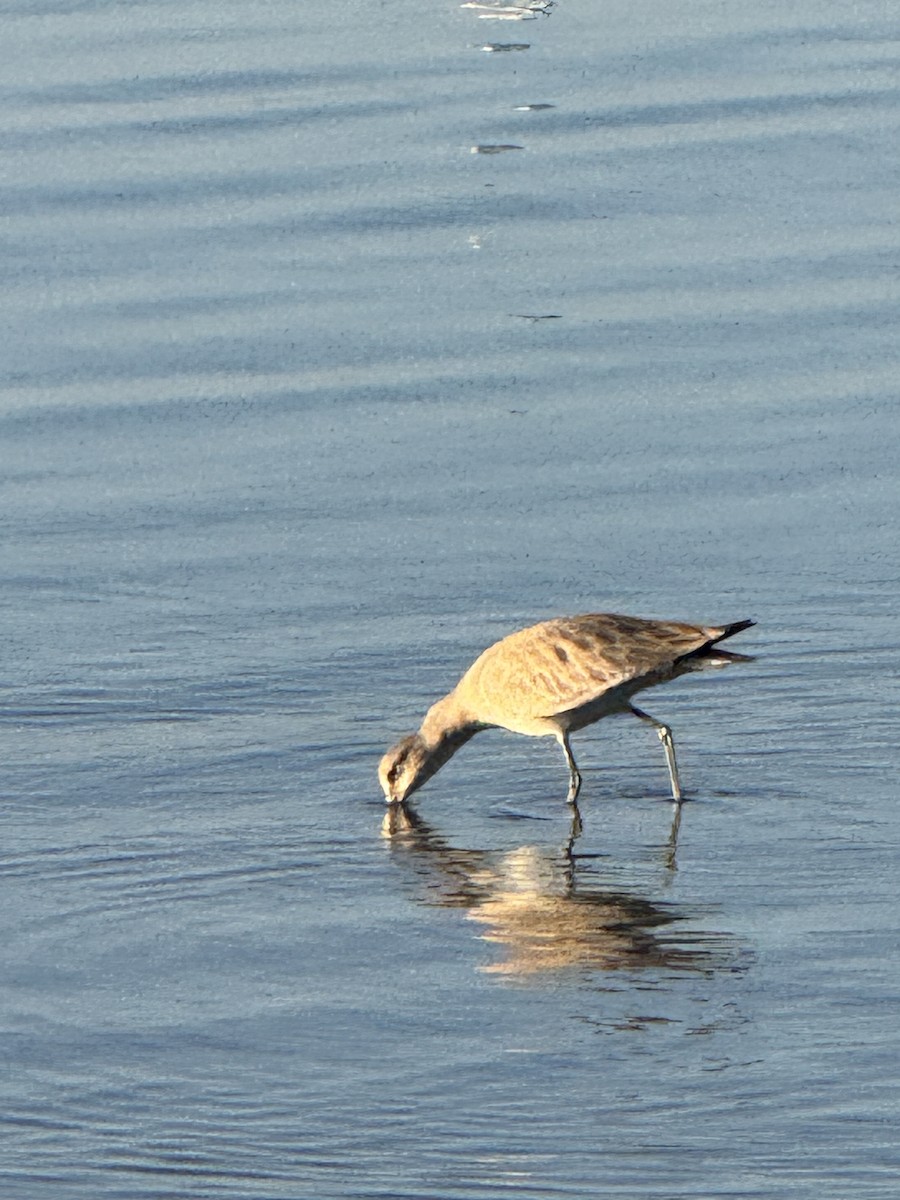 willetsnipe - ML645862856